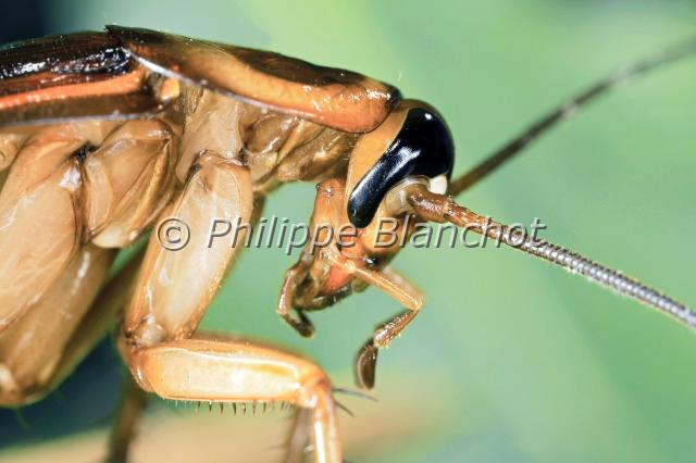 blatte australienne.JPG - Blatte australienne (portrait)Periplaneta australasiaeAustralian CockroachBlattaria (Dictyoptera), BlattidaeFrance